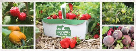 Pick Your Own Fruit And Vegetables At Essington Farm Wolverhampton