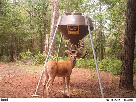 Homemade Deer Protein Feeders Homemade Ftempo