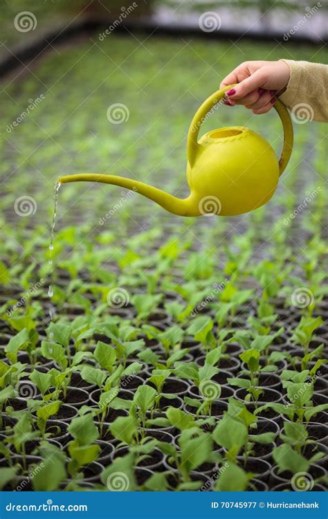 Hands Of Farmer Woman Watering Green Seedlings In Greenhouse Stock