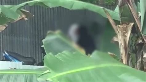 Viral Video Sepasang Remaja Di Ternate Bercumbu Di Kebun