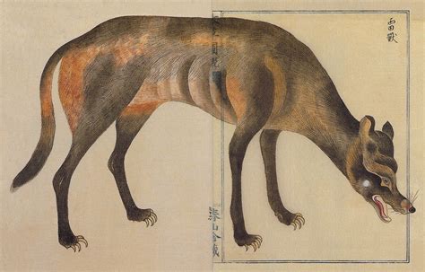 Japanese Wolf Canis Lupus Hodophilax Image Only