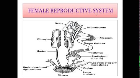 Reproductive System Of Chicken Youtube
