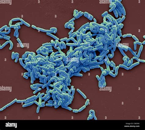 Lactobacillus Casei Bacteria Sem Photograph By Science Photo Library