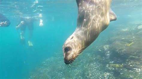 Snorkeling Up Close With Galapagos Sea Lions Youtube