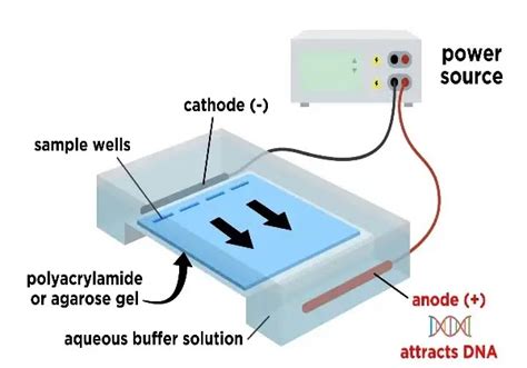 Gel Electrophoresis Principle And Application ~ Biotechfront