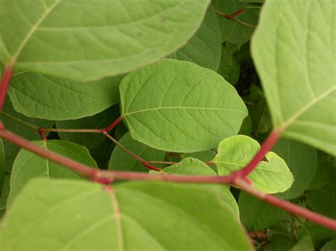 Japanese Knotweed Leaves Close Up Wildscapes