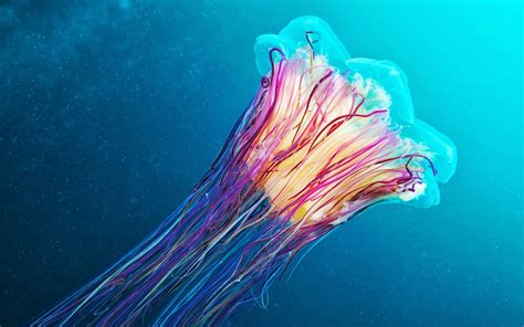 обои Красочный Животные Синий Подводный Коралл Медуза Риф
