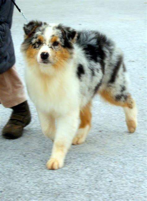 Le berger australien rouge merle. chiot berger australien bleu merle 5 mois