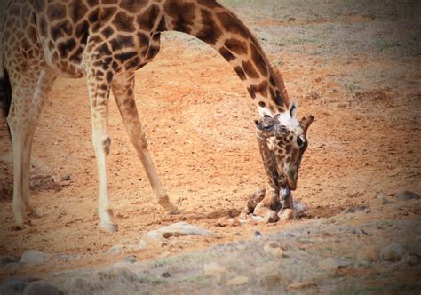 Baby Giraffes First Moments Zooborns