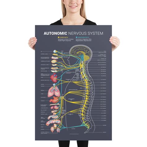 Autonomic Nervous System Chart Etsy Australia