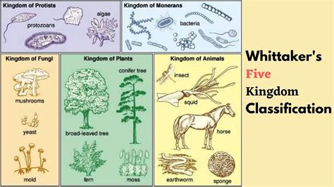 Whittakers Five Kingdom Classification Advantages And Limitations