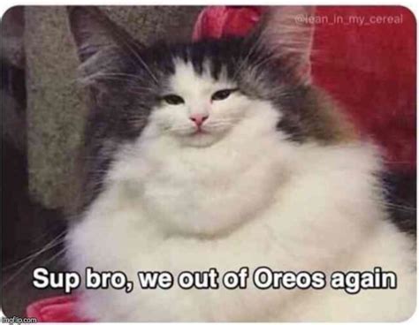 Image Tagged In Sup Bro We Out Of Oreos Again Cat Imgflip