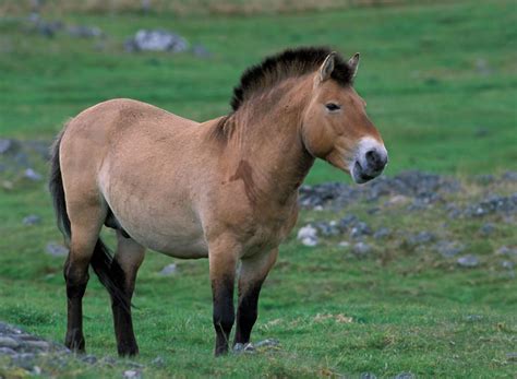 caballos mongoles
