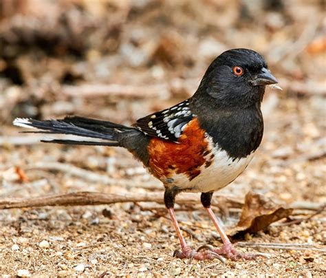 Spotted Towhee Pipilo Maculatus Western United States Pet Birds