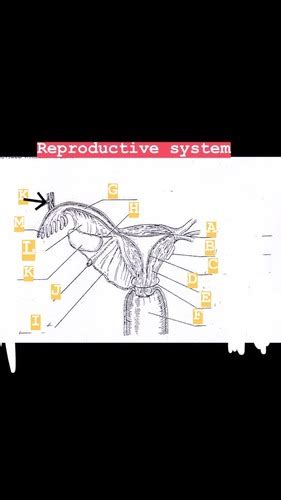 Female Reproductive Labeling Flashcards Quizlet