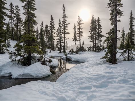 100000 Best Winter Trees Photos · 100 Free Download · Pexels Stock