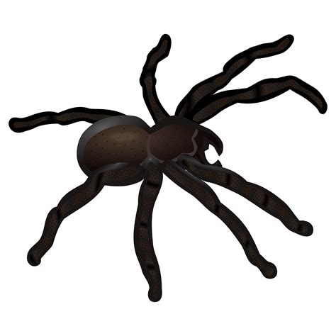 Clipart Spider Coloured