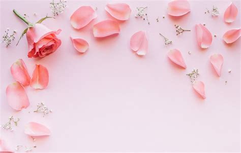 Rose Petals Wallpapers Wallpaper Cave