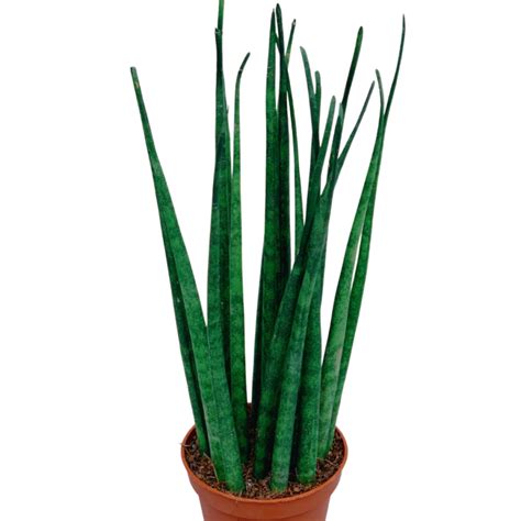 Types Of Snake Plant How To Identify Sansevieria Varieties