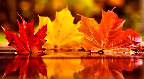 Fall Leaves Wallpaper Background High Resolution Fall Leaves