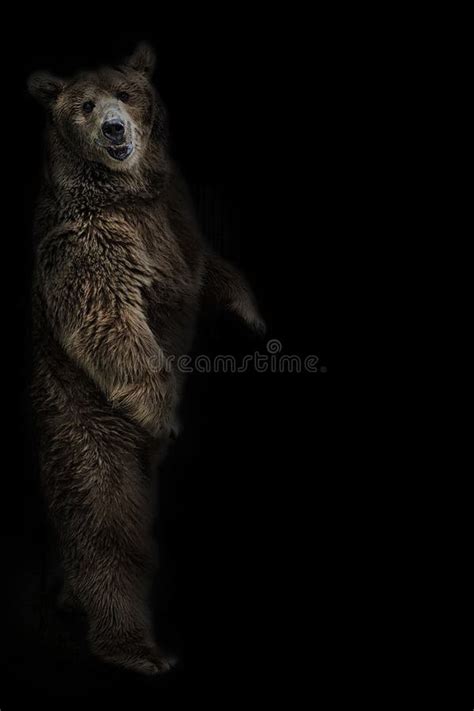 The Brown Bear Stands On Its Hind Legs On A Black Background Stock