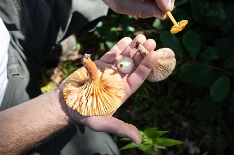 Pos 2019 Guided Mushroom Walk Daveblinder