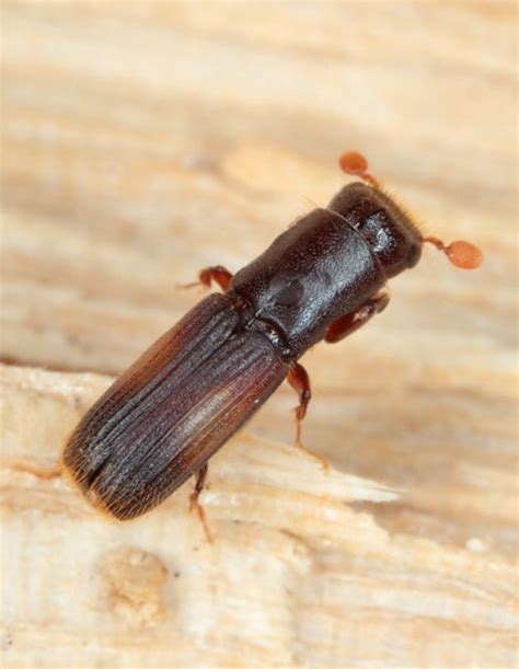 Identifying Wood Boring Insects Garratts Damp And Timber