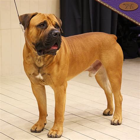 The South African Boerboel Makes A Debut At Westminster Sapeople