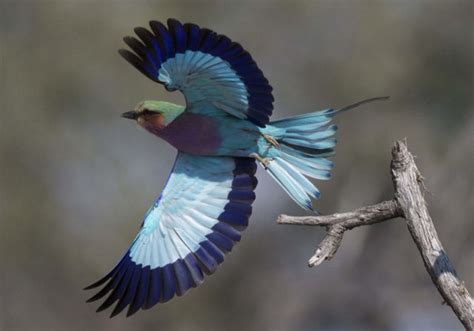 Beautiful Birds Of The World 41 Pics