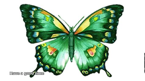 Animated Butterfly Pictures Youtube