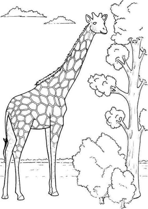 Get This Giraffe Coloring Pages Free Printable 76649