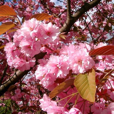 Japanese Cherry Blossom Tree Prunus Serrulata Kanzan Roots Plants