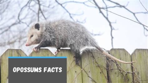 23 Fun Facts About Opossums