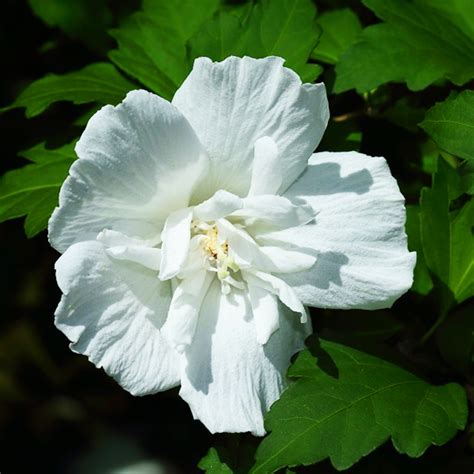 White Chiffon® Rose Of Sharon For Sale Online The Tree Center