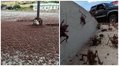 A Us Town Is Swarming With Millions Of Mormon Crickets Covering Roads Houses Watch