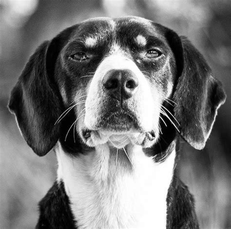 A Black And White Short Coated Dog In Close Up Shot · Free Stock Photo