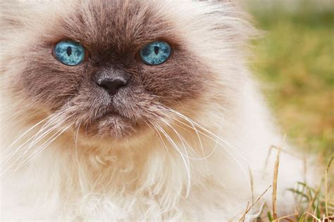 Cats With Blue Eyes Cat World