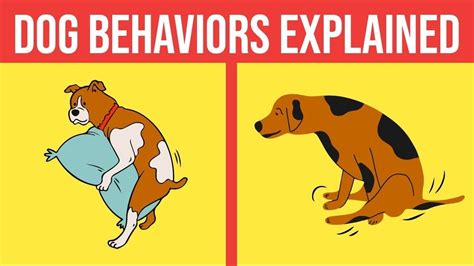 Dogs Behaviours Explained Animal Life Dog Behavior Youtube
