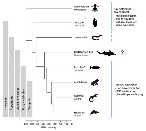 Phylogenetic Tree Showing Major Vertebrate Groups Invertebrate