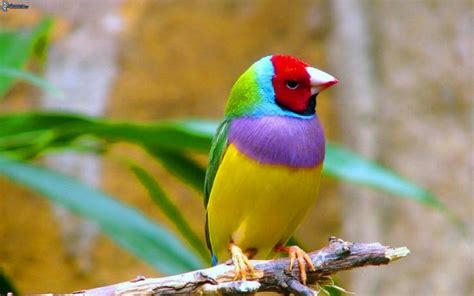 Pájaro Colorido