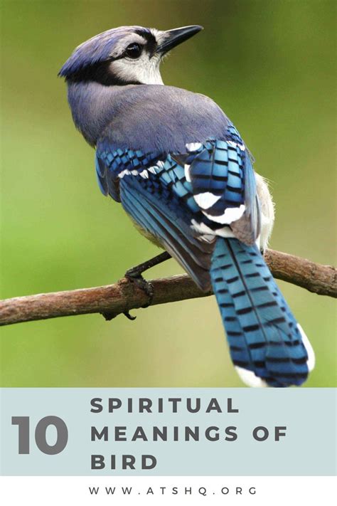 Bird Symbolism 10 Spiritual Meanings Of Bird