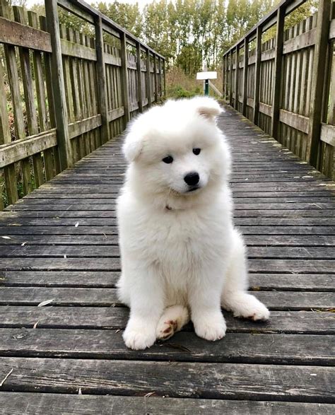 11 Big Fluffy Dog Breeds Perfect To Cuddle With Dogbeast Super Cute