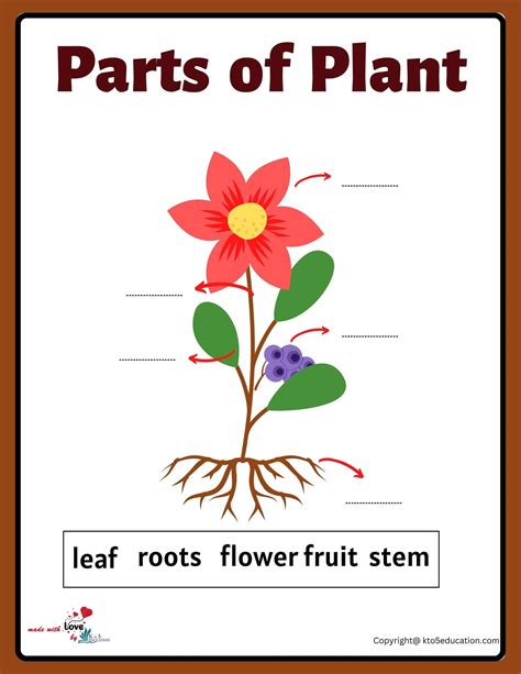 Parts Of A Plants Worksheet Free Download