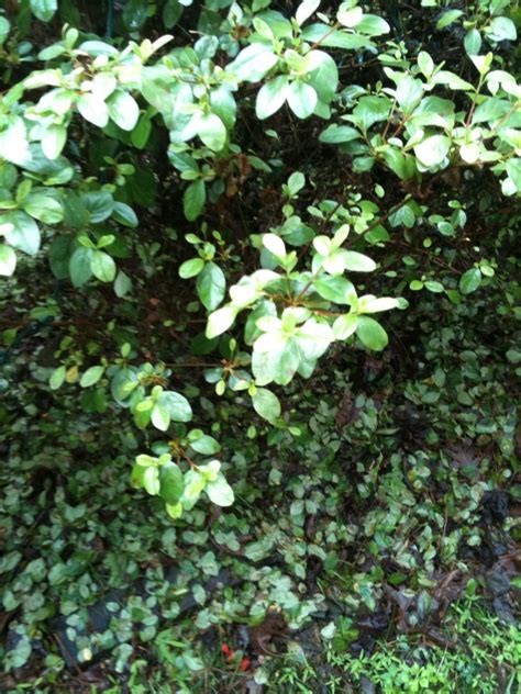Why are my azaleas wilting? What Causes Azalea Leaves To Fall Off
