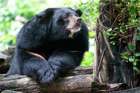 Tibetan Black Bear Stock Photos Pictures And Royalty Free Images Istock