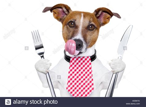 Hungry Dog High Resolution Stock Photography And Images Alamy