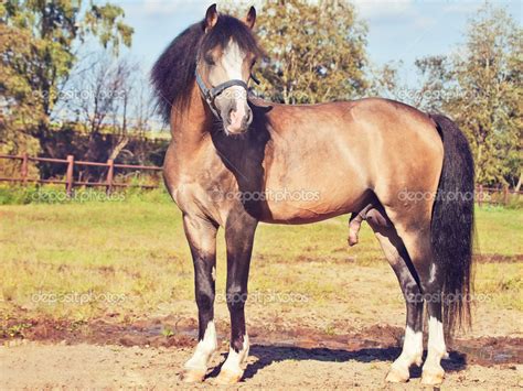 Beautiful Buckskin Stallion Welsh Pony — Stock Photo © Anakondasp 31062031