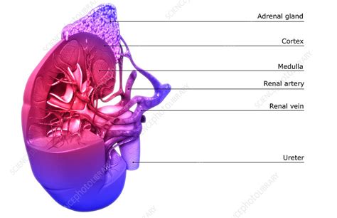 Blood Supply Of The Kidneys Stock Image F0022540 Science Photo