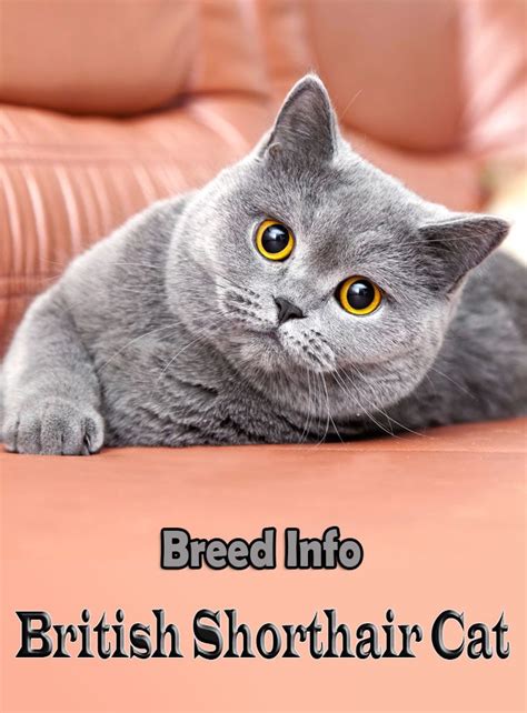 British Shorthair Cat Breed Info
