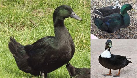 Identifying Duck Breeds